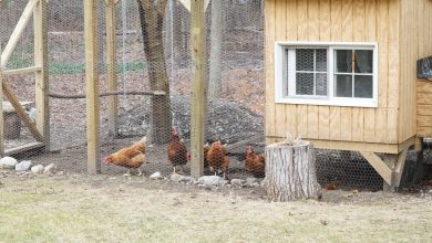 Building the Perfect Low-Cost DIY Chicken Coop