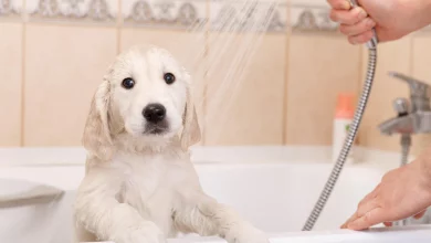 DIY Dog Wash: Essential Tips for Creating the Perfect Wash Station for Your Furry Friend