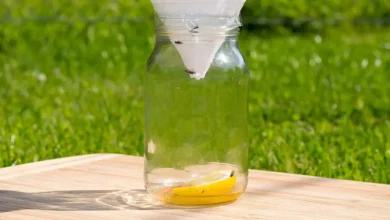 DIY Fly Trap: Your Complete Guide to Making Effective Homemade Fly Traps