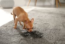 How to Get Dried Dog Pee Out of Carpet DIY
