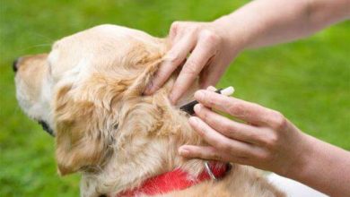 How to Get Rid of Fleas on Dogs When
