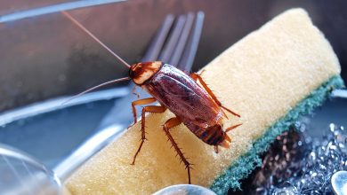 How to Get Rid of Roaches Overnight DIY