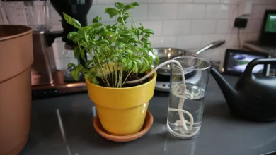 How to Water Plants While Away for 2 Weeks DIY