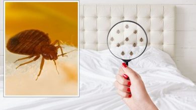 What Kills Bed Bugs Instantly: DIY Home Remedies